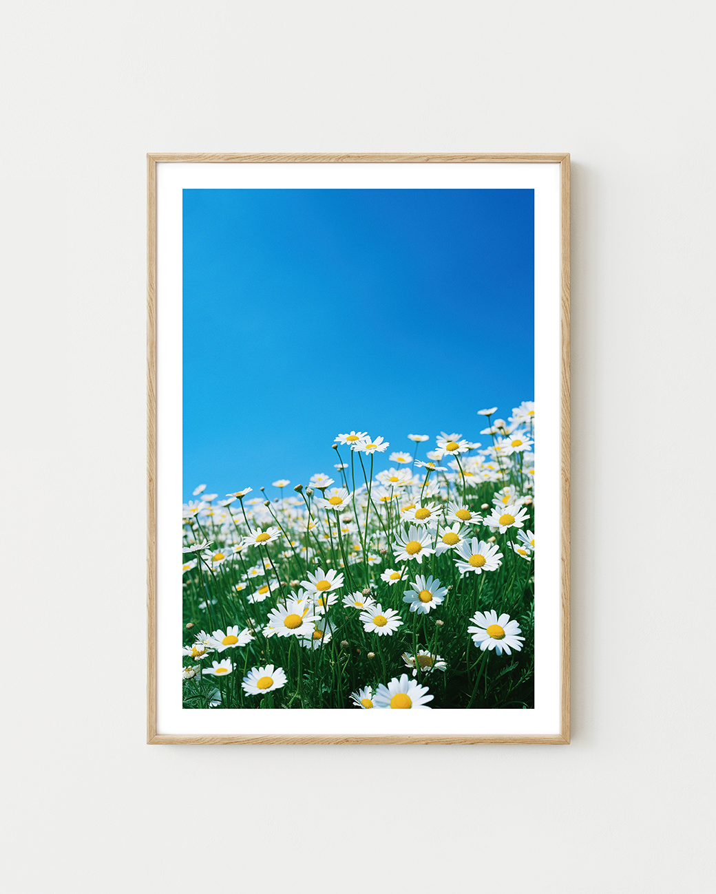Daisies