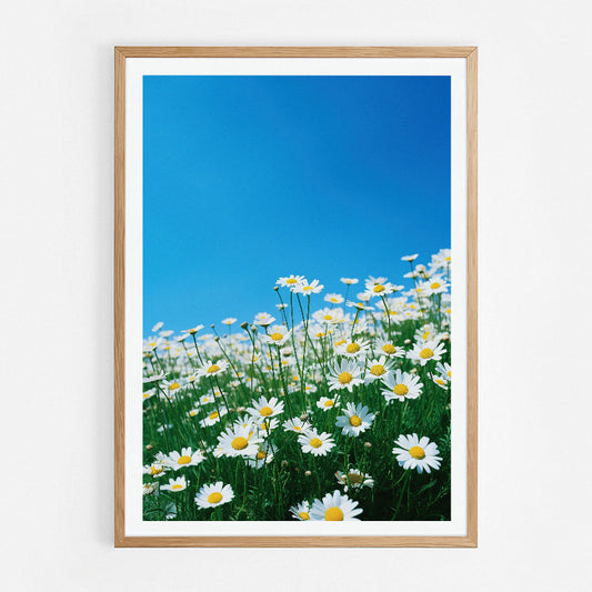 Daisies